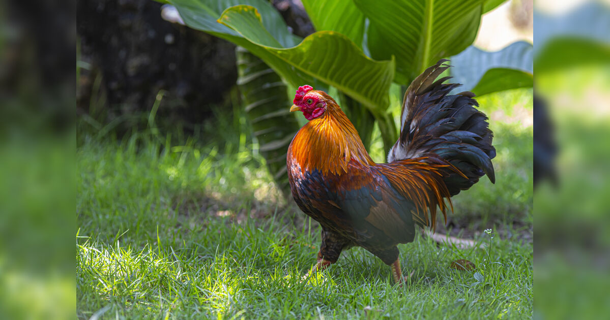Bebê de 11 meses morre após ser atacado por galo de quintal