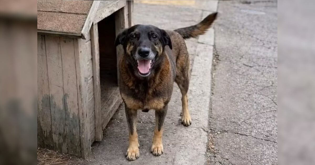 Empresário investigado por coação de testemunha no caso do cão Orelha morre em SC
