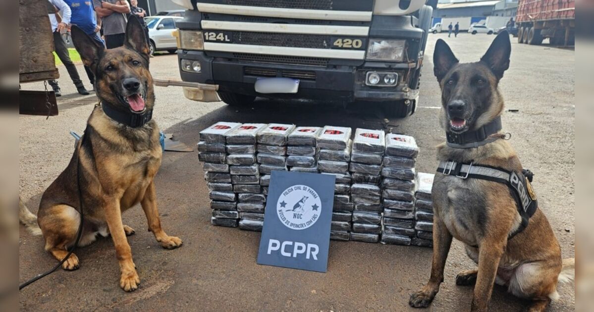 Cadela encontra 81 kg de cocaína em carreta após busca sem sucesso de policiais no PR