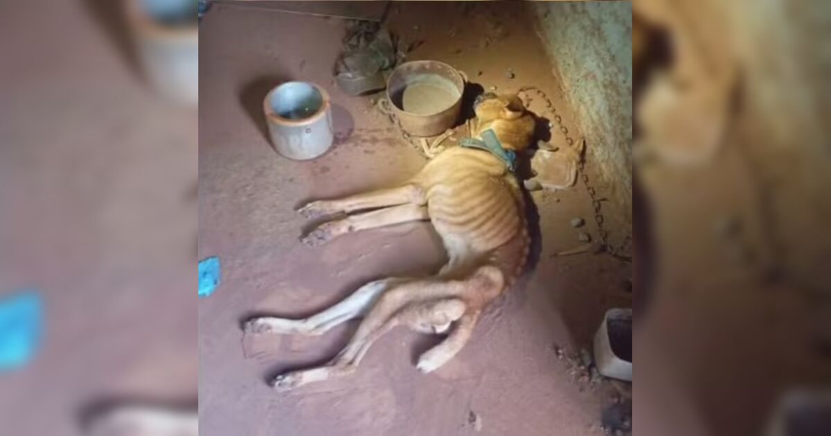 Cão resgatado com desnutrição severa morre no Paraná; tutor é preso
