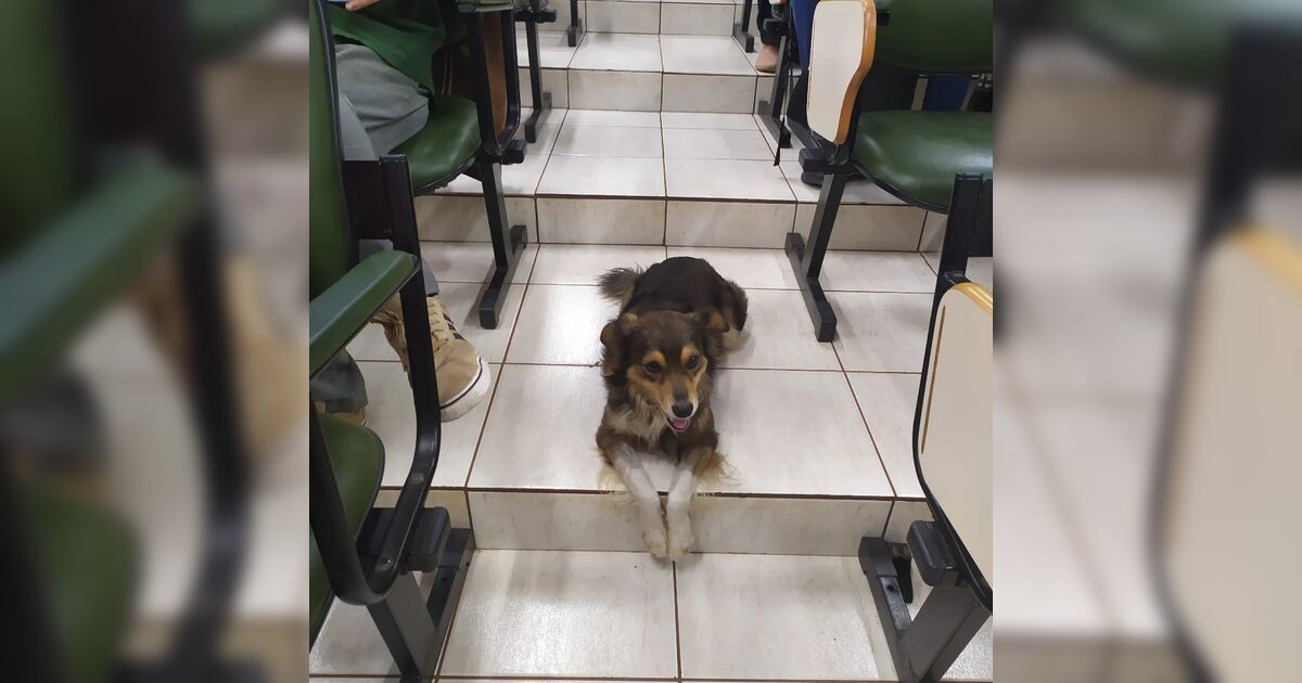 Comunidade da Unespar faz vaquinha para cirurgia de cão 'reitor' do campus em Apucarana