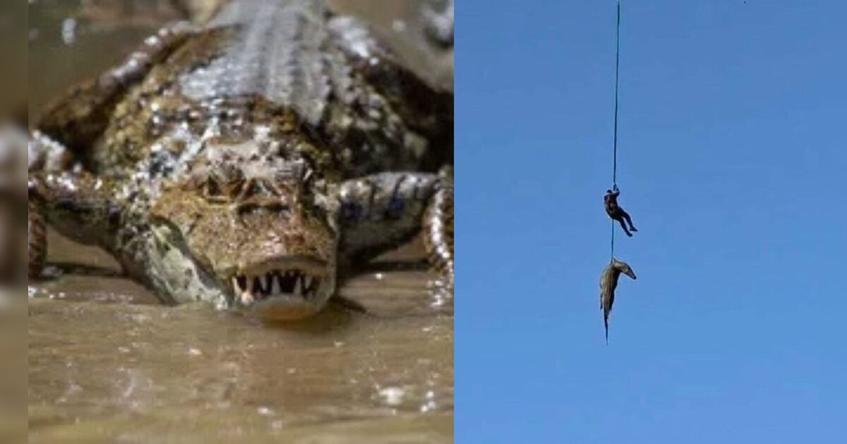 Policial é içado de helicóptero para recolher crocodilo que devorou empresário; veja