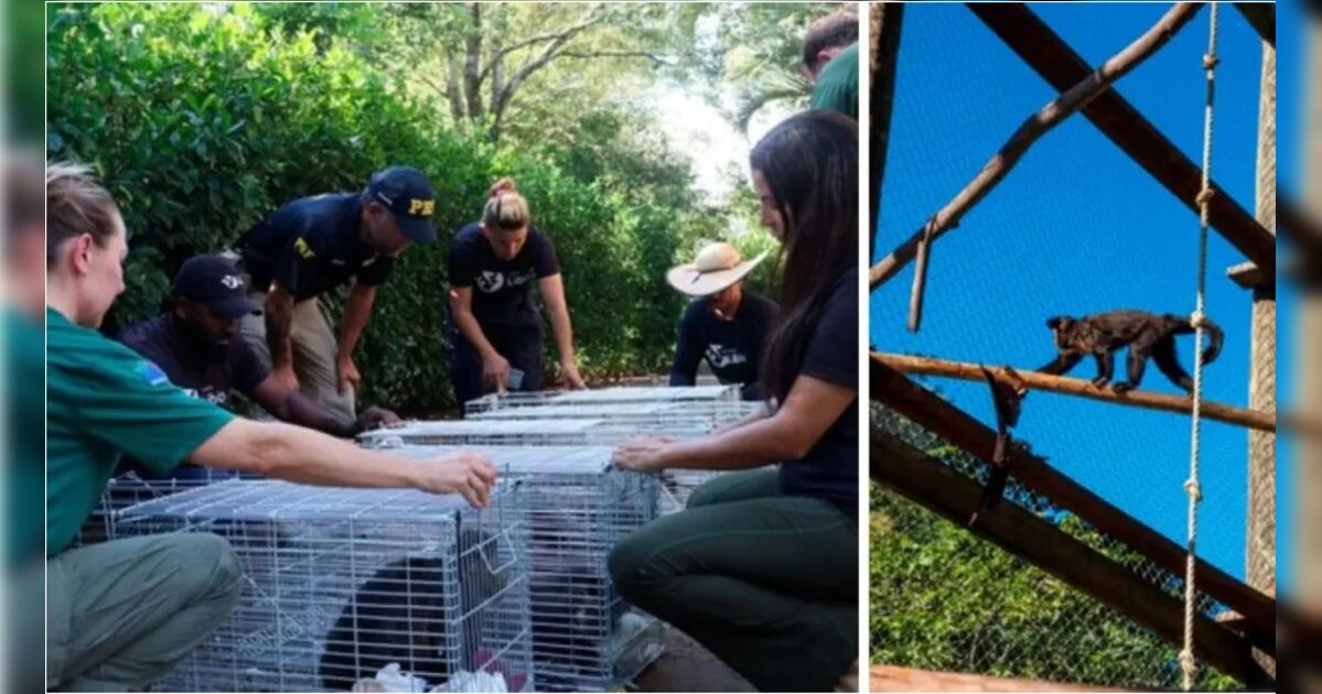Ibama resgata 26 macacos vendidos por até R$ 100 mil em criadouro irregular de SC