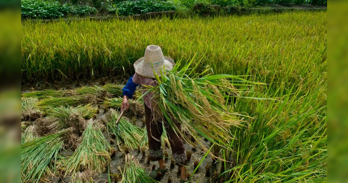 Dia de Luta dos Trabalhadores do Campo expõe persistência do trabalho escravo e informalidade