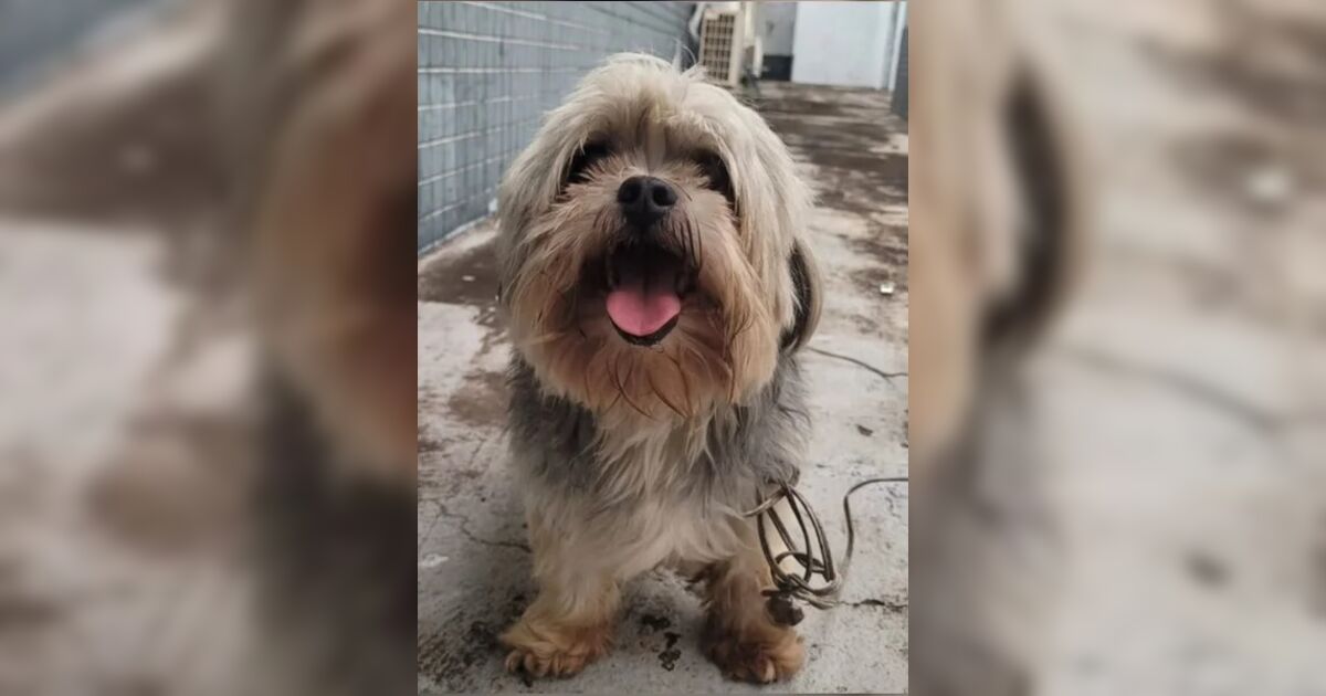 Cachorro desaparecido vai até delegacia e polícia procura pelo dono