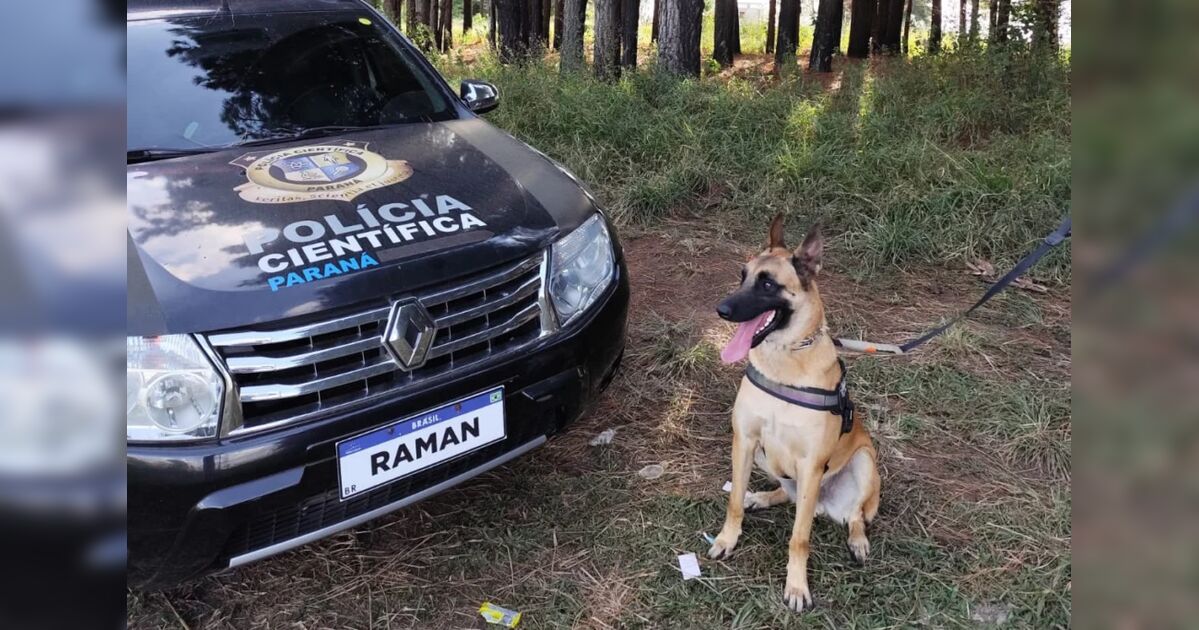 Especializado, cão perito da Polícia Científica do Paraná auxilia em 11 investigações