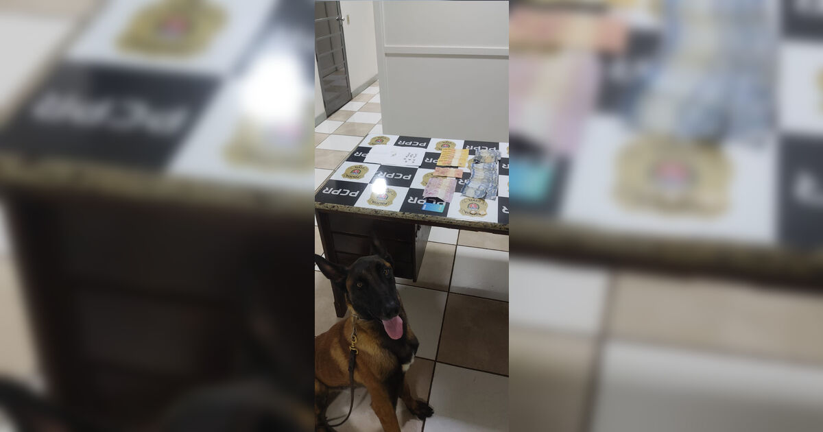 Operação com cão farejador fecha ponto de tráfico em Apucarana