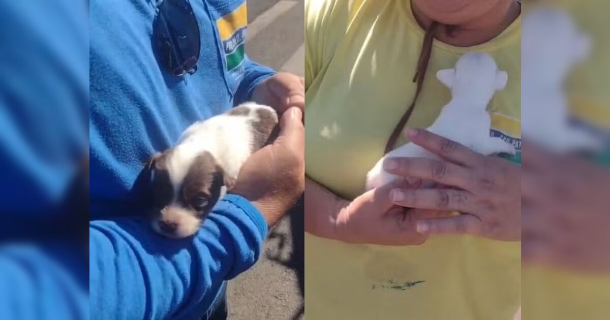 Filhotinhos quase são compactados em caminhão de lixo, mas acabam salvos por coletores