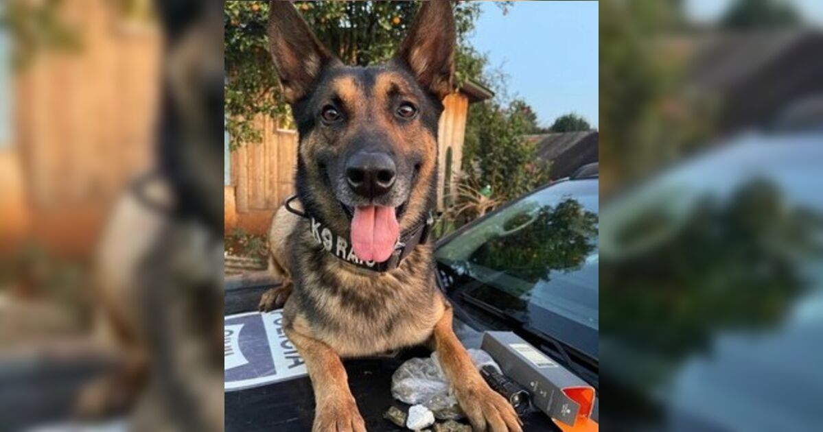 Após diagnóstico de câncer, cão farejador da Polícia Civil do PR é aposentado