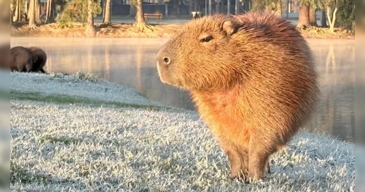 Prepare o casaco: Apucarana pode ter uma das madrugadas mais frias do ano