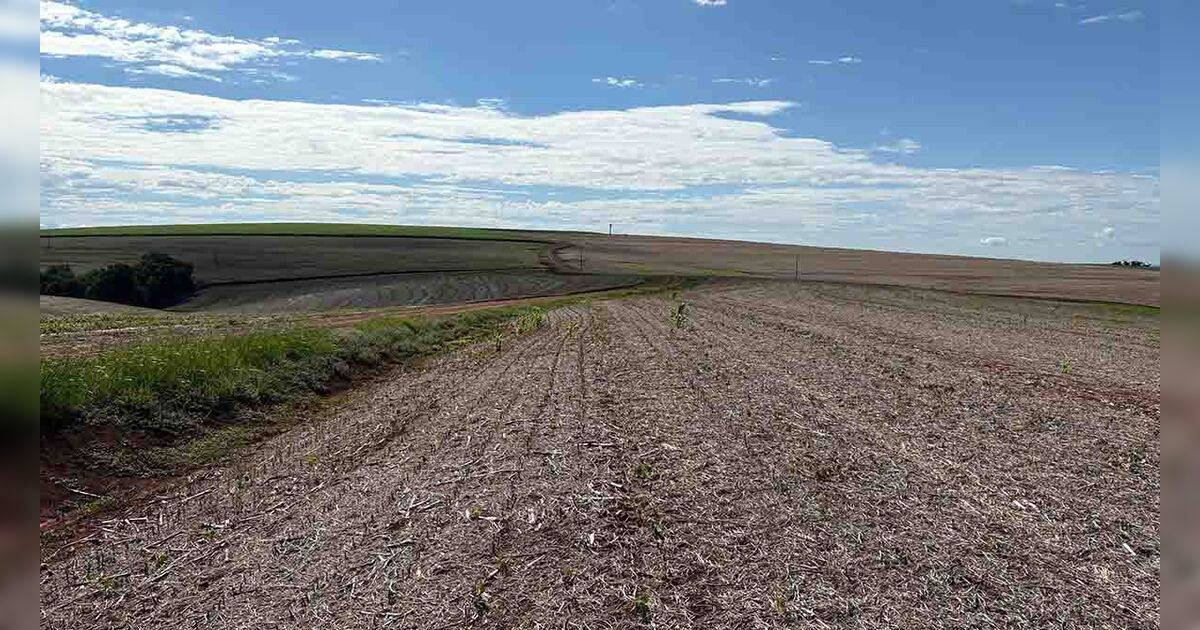 Seab prevê redução na área de trigo de 5% na região de Ivaiporã