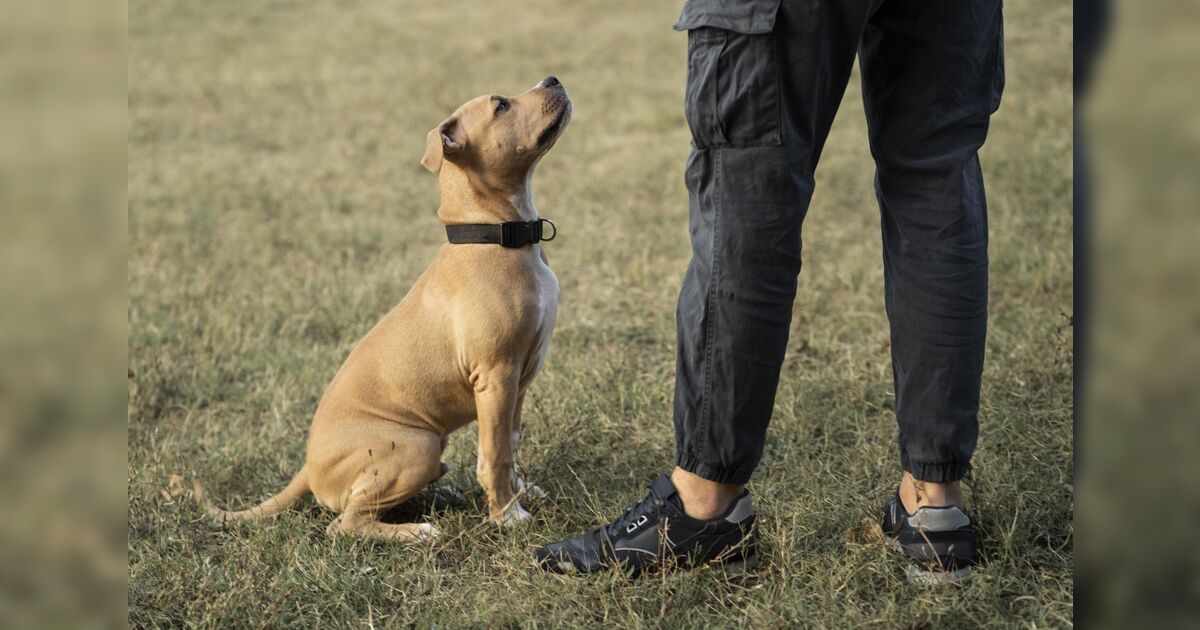 Quem fica com o pet após a separação? Nova lei regulamenta a guarda compartilhada de animais no Brasil