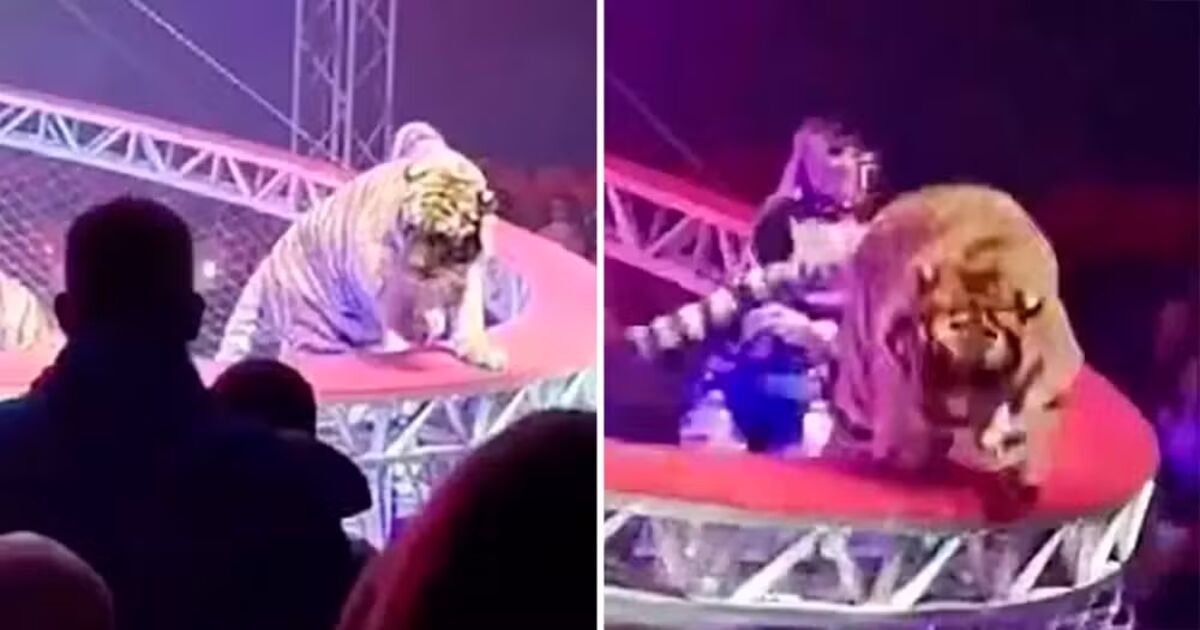 Tigre escapa de rede de proteção e pula na plateia durante espetáculo de circo; vídeo