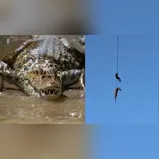 Policial é içado de helicóptero para recolher crocodilo que devorou empresário; veja