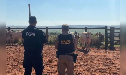 Polícia recupera seis bovinos furtados em propriedade no Paraná
