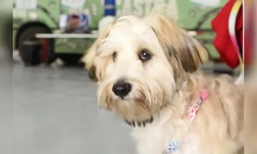 Nova lei regula custódia de pets em separações e define divisão de despesas