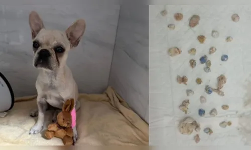 Cachorrinha é salva após engolir 55 pedras de crack em SC; tutora foi presa