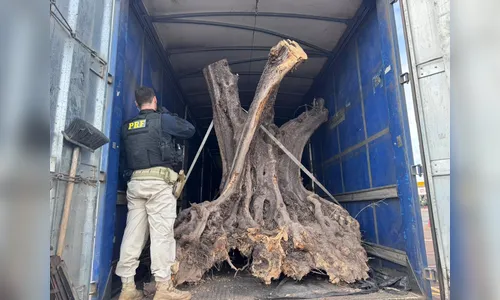 PRF apreende árvores centenárias contrabandeadas em carreta em Maringá