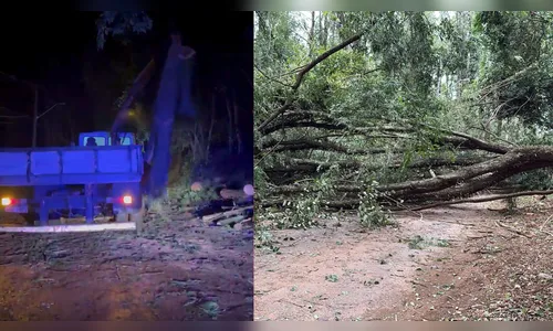 Prefeitura de Apucarana desobstrui pista após queda de árvore na estrada para Rio Bom