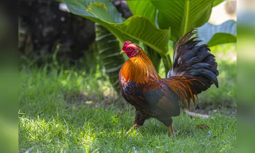 Bebê de 11 meses morre após ser atacado por galo de quintal