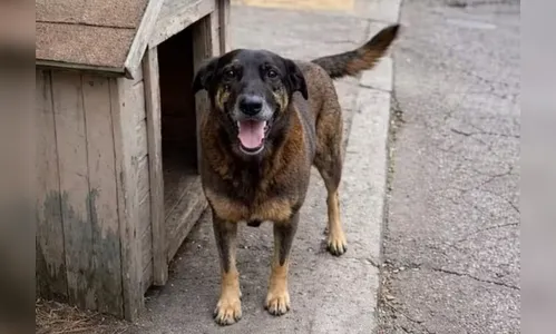 Empresário investigado por coação de testemunha no caso do cão Orelha morre em SC