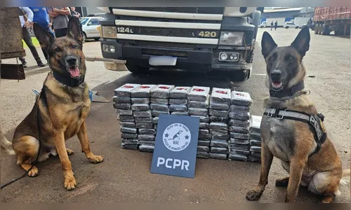 Cadela encontra 81 kg de cocaína em carreta após busca sem sucesso de policiais no PR