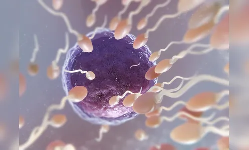 Estudo aponta que espermatozoides são mais rápidos em certas épocas do ano; entenda
