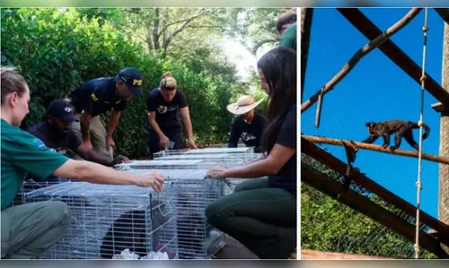 Ibama resgata 26 macacos vendidos por até R$ 100 mil em criadouro irregular de SC