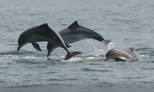 Irã avalia o uso de golfinhos com minas contra navios no Estreito de Ormuz