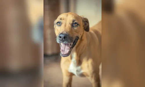 México reconhece “cachorro caramelo” como raça nacional e brasileiros reagem