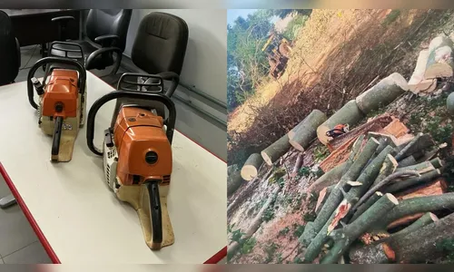 Corte ilegal de árvores nativas gera multa superior a R$ 3,5 mil em Arapongas