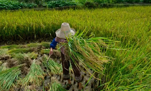 Dia de Luta dos Trabalhadores do Campo expõe persistência do trabalho escravo e informalidade