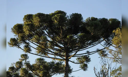 Queda de pinheiro mata indígena durante colheita de pinhão em Manoel Ribas