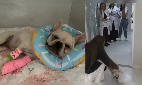 Presa ex-tutora de cadela que ingeriu crack; vídeo registra alta do animal da UTI