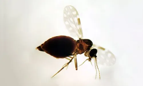 Conheça o inseto Maruim, que infesta cidade de SC e gera transtornos à população