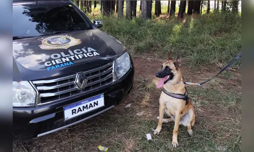 Especializado, cão perito da Polícia Científica do Paraná auxilia em 11 investigações