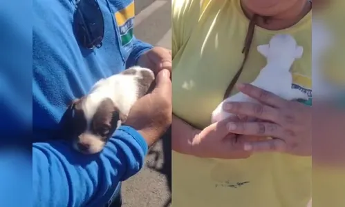 Filhotinhos quase são compactados em caminhão de lixo, mas acabam salvos por coletores