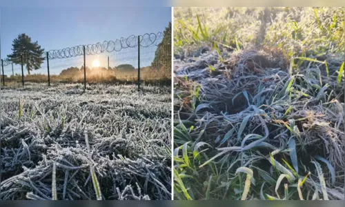 Paraná registra geada e temperatura mínima de 2,5ºC, aponta o Simepar