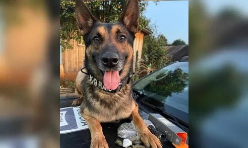 Após diagnóstico de câncer, cão farejador da Polícia Civil do PR é aposentado