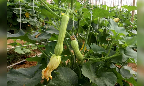Paraná é o quarto maior produtor nacional de abobrinha; saiba mais