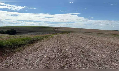 Seab prevê redução na área de trigo de 5% na região de Ivaiporã