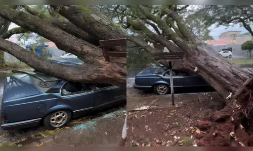 Árvore de grande porte cai sobre carro durante vendaval em Maringá