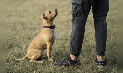 Quem fica com o pet após a separação? Nova lei regulamenta a guarda compartilhada de animais no Brasil