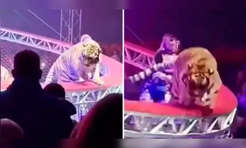 Tigre escapa de rede de proteção e pula na plateia durante espetáculo de circo; vídeo