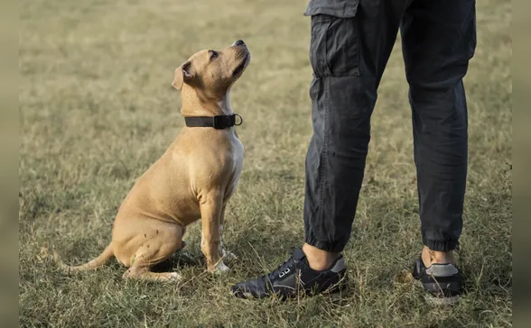 Quem fica com o pet após a separação? Nova lei regulamenta a guarda compartilhada de animais no Brasil