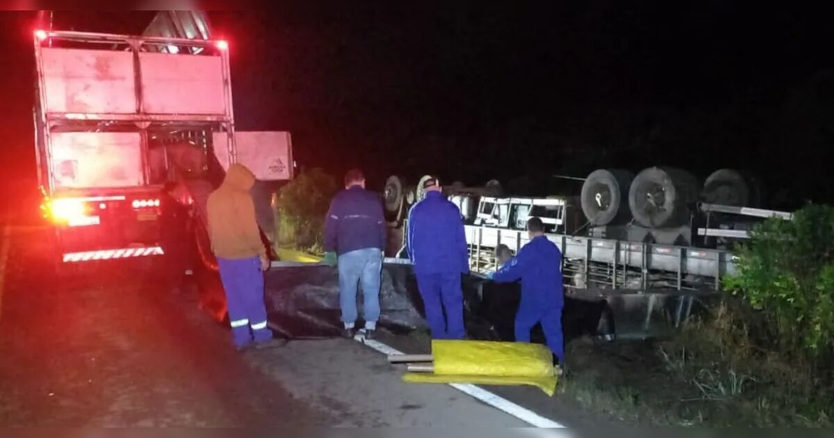 Caminhăo carregado com porcos tomba na PR-340 e deixa animais mortos