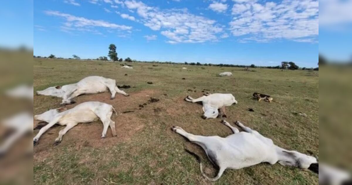 Morte de 83 bovinos durante onda de frio em MS é investigada e acende alerta entre pecuaristas