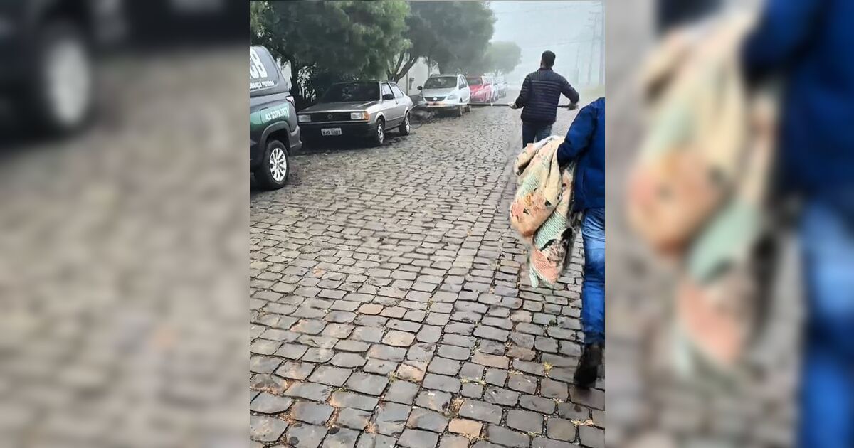 Raposa mobiliza Secretaria de Meio Ambiente após se esconder sob veículo