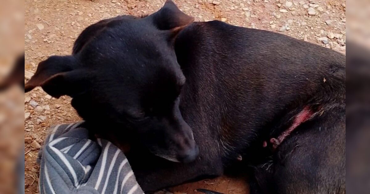 Cachorra esfaqueada no Paraná não resiste aos ferimentos e é sacrificada