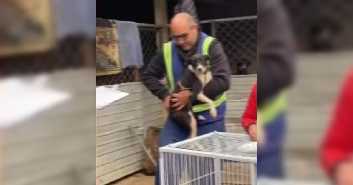 Hotel para pets é interditado e 46 animais são resgatados em situação de maus-tratos no PR